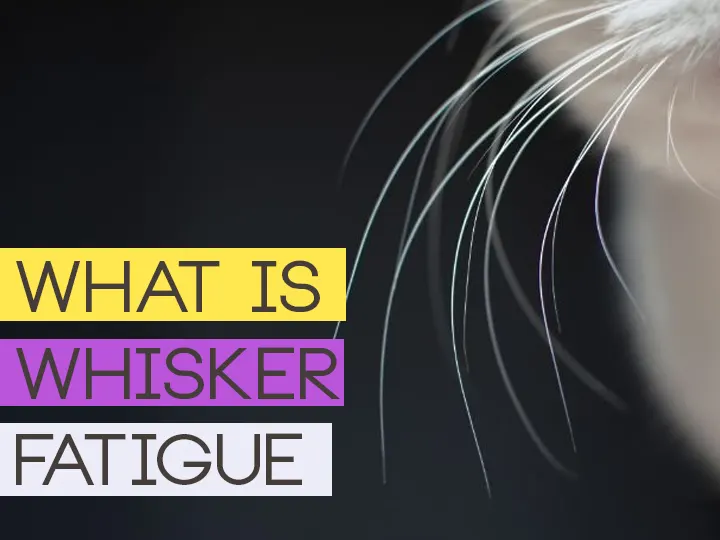 What is Whisker Fatigue?