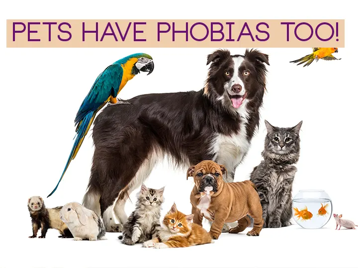 Pets Have Phobias too!