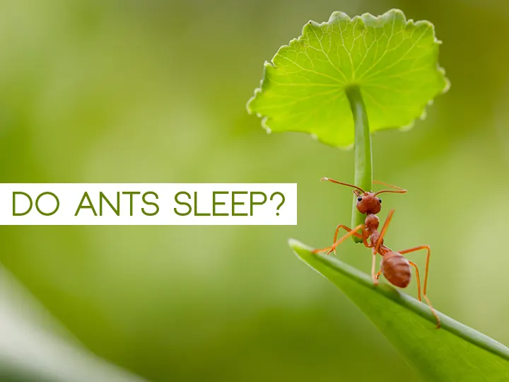 Do Ants Sleep?
