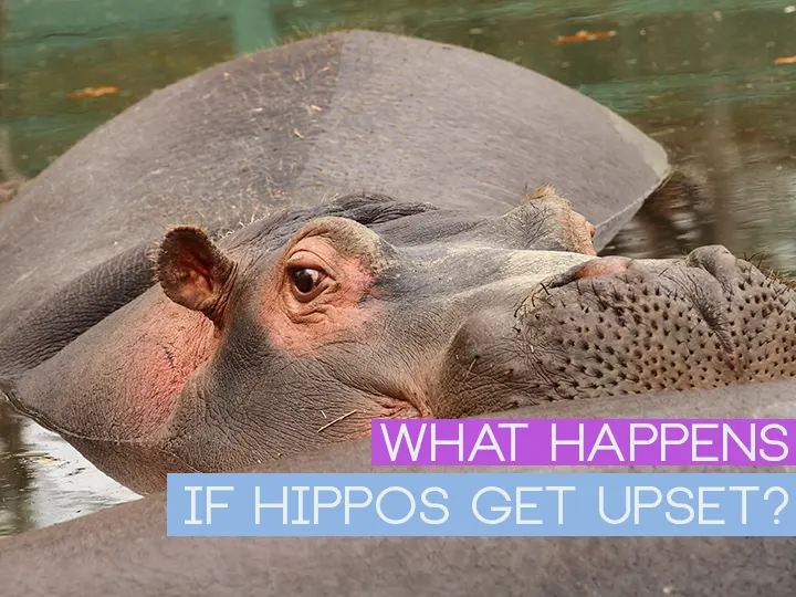 What Happens If Hippos Get Upset?