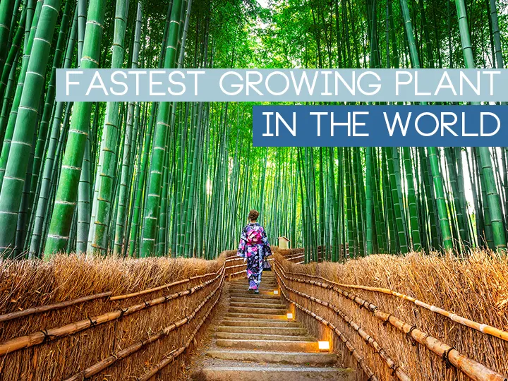 Fastest Growing Plant In The World