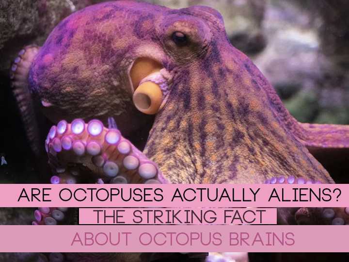 The striking fact about octopus brains. When you read this article, you may have the idea that octopuses "come from outer space"...