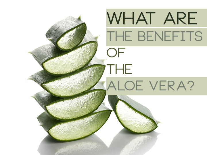 What Are The Benefits Of The Aloe Vera Plant?