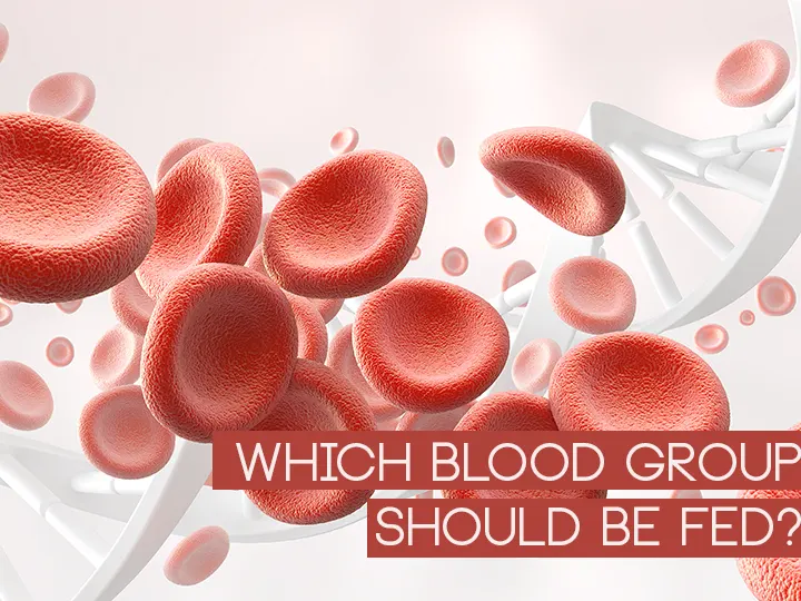 Which Blood Group Should Be Fed?