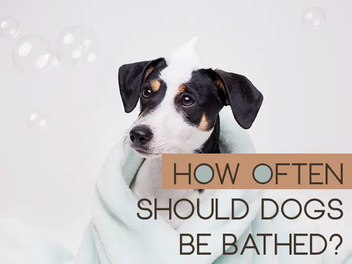 How Often Should Dogs Be Bathed?