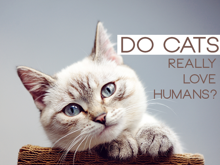 Do Cats Really Love Humans?