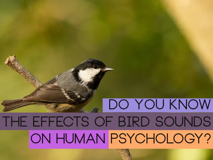 Do You Know The Effects Of Bird Sounds On Human Psychology?