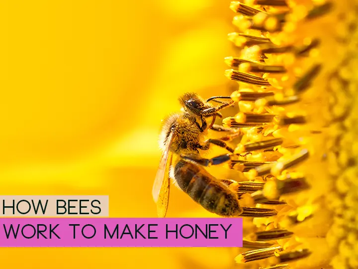 How Bees Work to Make Honey?