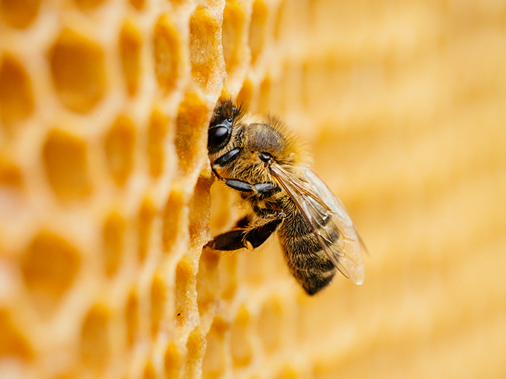 What Would Happen if There Were No Bees?